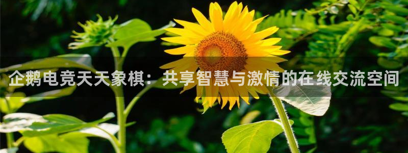 vkgame威客电竞官网：企鹅电竞天天象棋：共享智慧与激情的在线交流空间